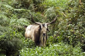 Fauna Ibérica